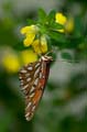 209 Vanille-Falter - Agraulis vanillae